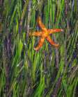 USA, Washington State, Seabeck. Eel grass and starfish at low tide on Hood Canal. Coastal Print
